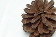 close up details on pine cones with white background