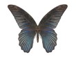 Illustration of a butterfly, Blue Swallow Tail, ray-traced image Illustration of a butterfly, Blue Swallow Tail, ray-traced image
