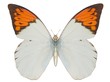 Illustration of a butterfly, Great Orange Tip, ray-traced image Illustration of a butterfly, Great Orange Tip, ray-traced image