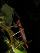 Grasshopper