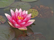 Nymphaea, red water lily, details and reflections