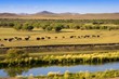 Photo en ligne au meilleur prix An autumn grassland view at Inner Mongolia with cows in row.