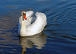 Cygnes sur le lac d'Annecy