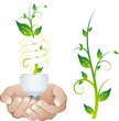 Ampoule et plante tenues entre les mains.