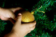 Foto: holding a xmas ball holding a xmas ball