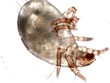 dust mite dust mite