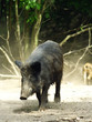 Wild Boar ( Sus scrofa ) Wild Boar ( Sus scrofa )