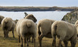 moutons île d'yeu