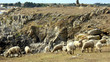 moutons île d'yeu