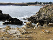 moutons île d'yeu