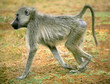 A Baboon