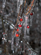 Nature's own Christmas ornaments Nature's own Christmas ornaments