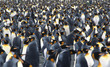Close up of  a king penguin colony in Salisbury Plain