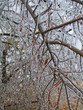 Ice - freezing rain Ice - freezing rain