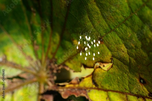 Photo: butterfly eggs 3. butterfly eggs 3.