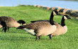 Canadian Geese-186