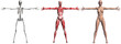Skeleton and Muscles of a Human Female