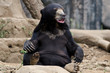 sun bear sunbathing