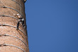 Chimney Workers