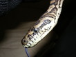 snake