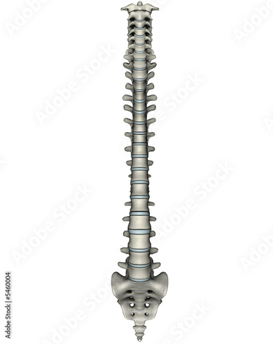 Anterior Spinal Column