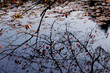 Reflections on pond surface