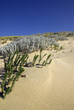 Fragile végétation des dunes atlantiques