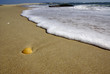 Coquillage sur la plage