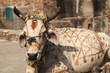 Painted Cow Painted Cow