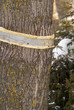 Stop Dutch Elm Disease Stop Dutch Elm Disease