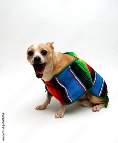 Photo: Chihuahua with a Searpe Chihuahua with a Searpe