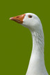 Portrait of goose isolated against green background