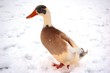 Frozen Duck Frozen Duck
