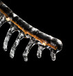 branch covered in ice