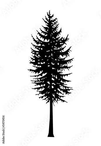 quot douglas fir tree silhouette quot stock photo and royalty quot douglas fir tree silhouette quot stock photo and royalty