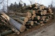 Foto: Holzschlag_3 Holzschlag_3