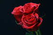 romance red roses