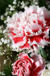 beautiful flowers