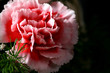 beautiful flower