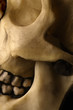 Skull abstract