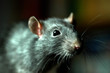 Ratte