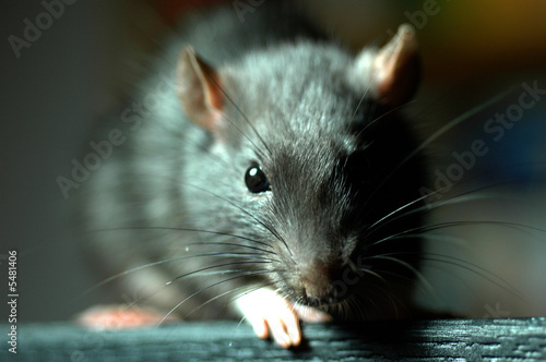 Foto: Ratte Ratte