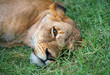 Lioness