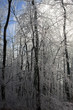 forest covered after an ice storm