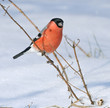 Eurasian Bullfinch ( Pyrrhula pyrrhula ) Eurasian Bullfinch ( Pyrrhula pyrrhula )