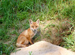 Red Fox ( Vulpes vulpes ) Red Fox ( Vulpes vulpes )