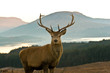Stag