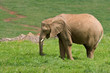 African elephant on grass background. Shallow DOF