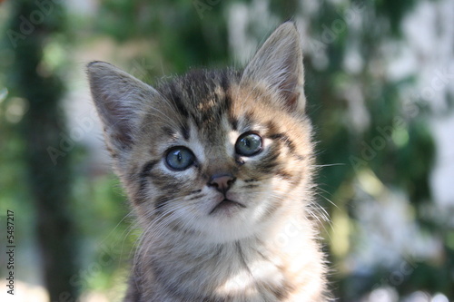 Katzenkinder Katzenkinder