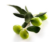 FOUR OLIVES ON BRANCH WITH LEAVES FOUR OLIVES ON BRANCH WITH LEAVES